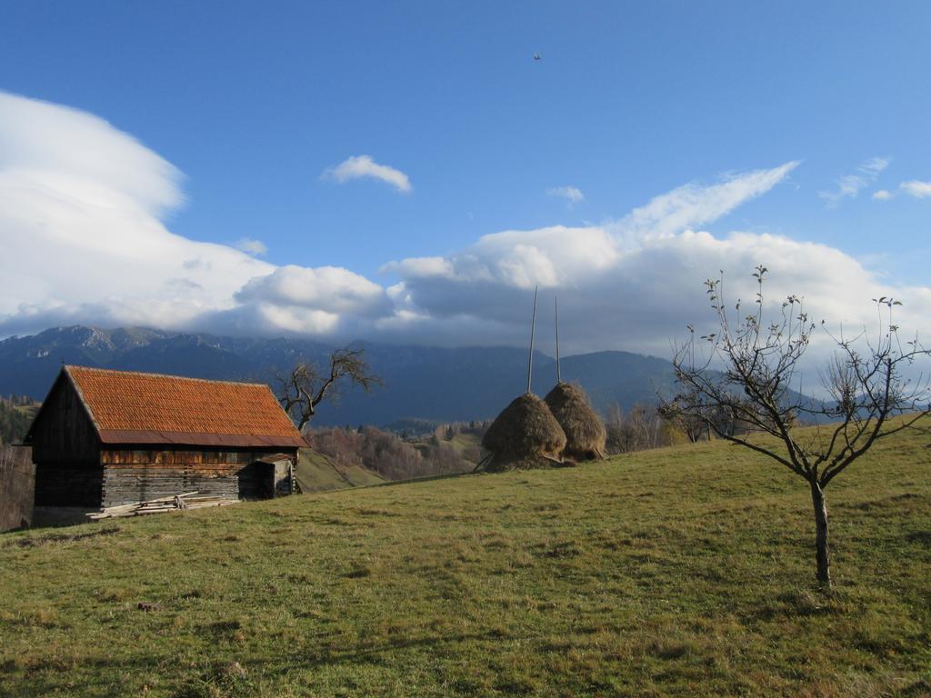 Casa Elena Pensionat Bran  Exteriör bild